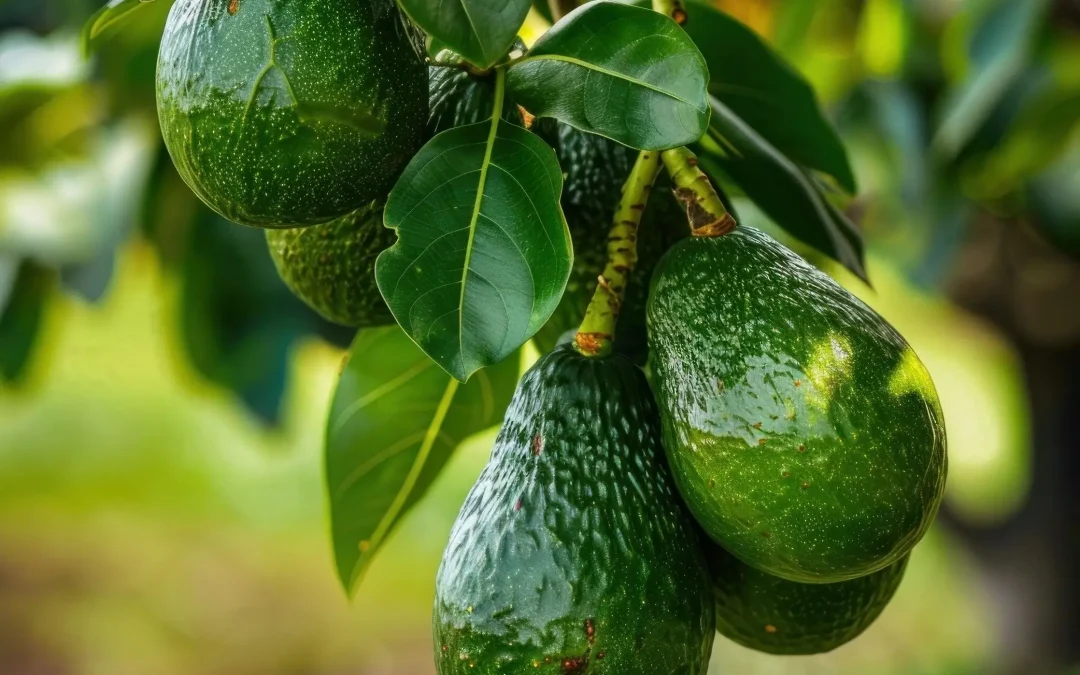 Avocat Bacon mûr : pourquoi il reste vert et comment le reconnaître