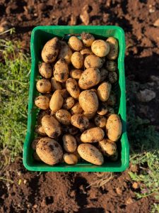 Pommes de terre nouvelles de Syracuse