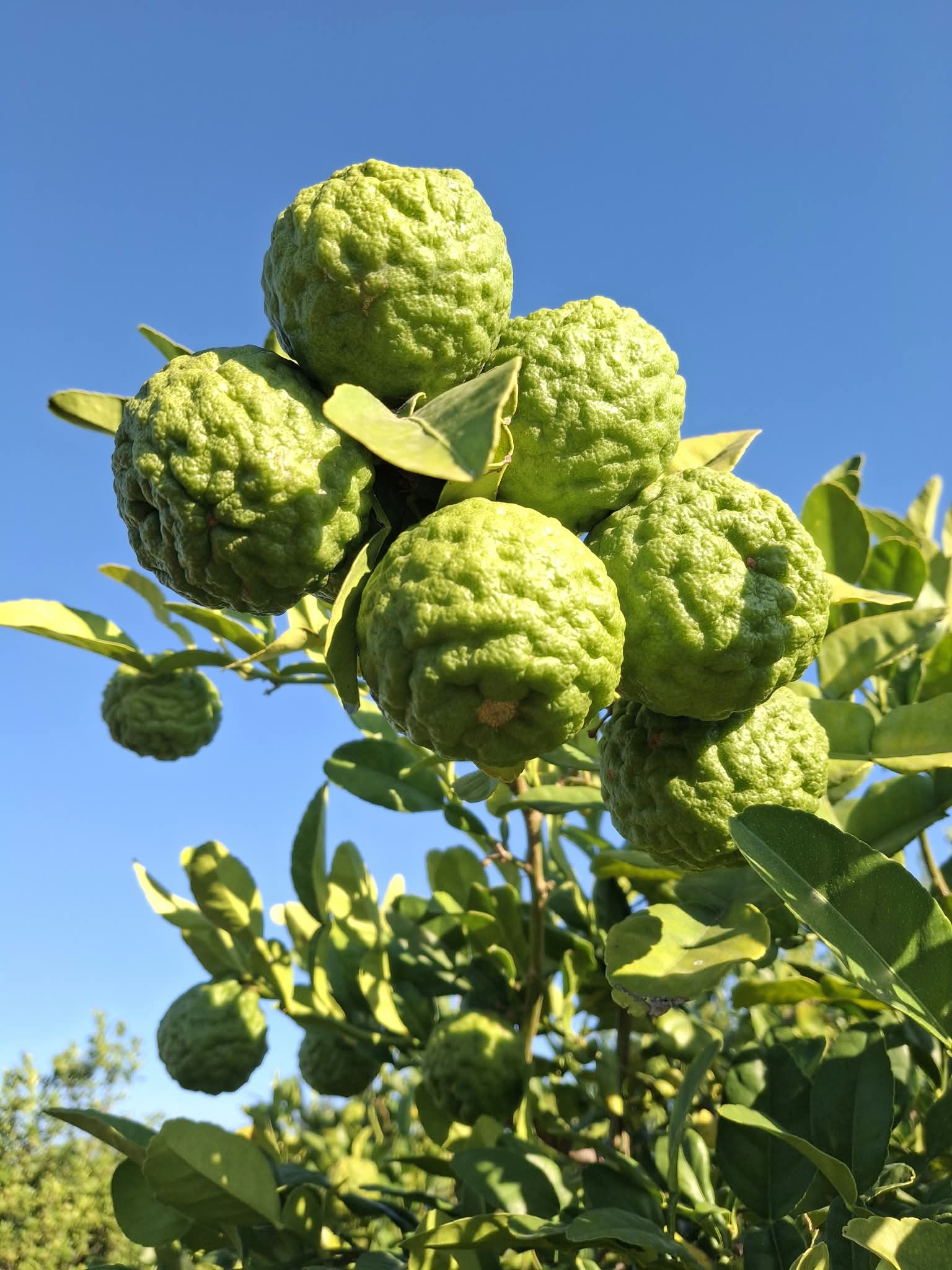 Kaffir Lime Sicilia 1kg